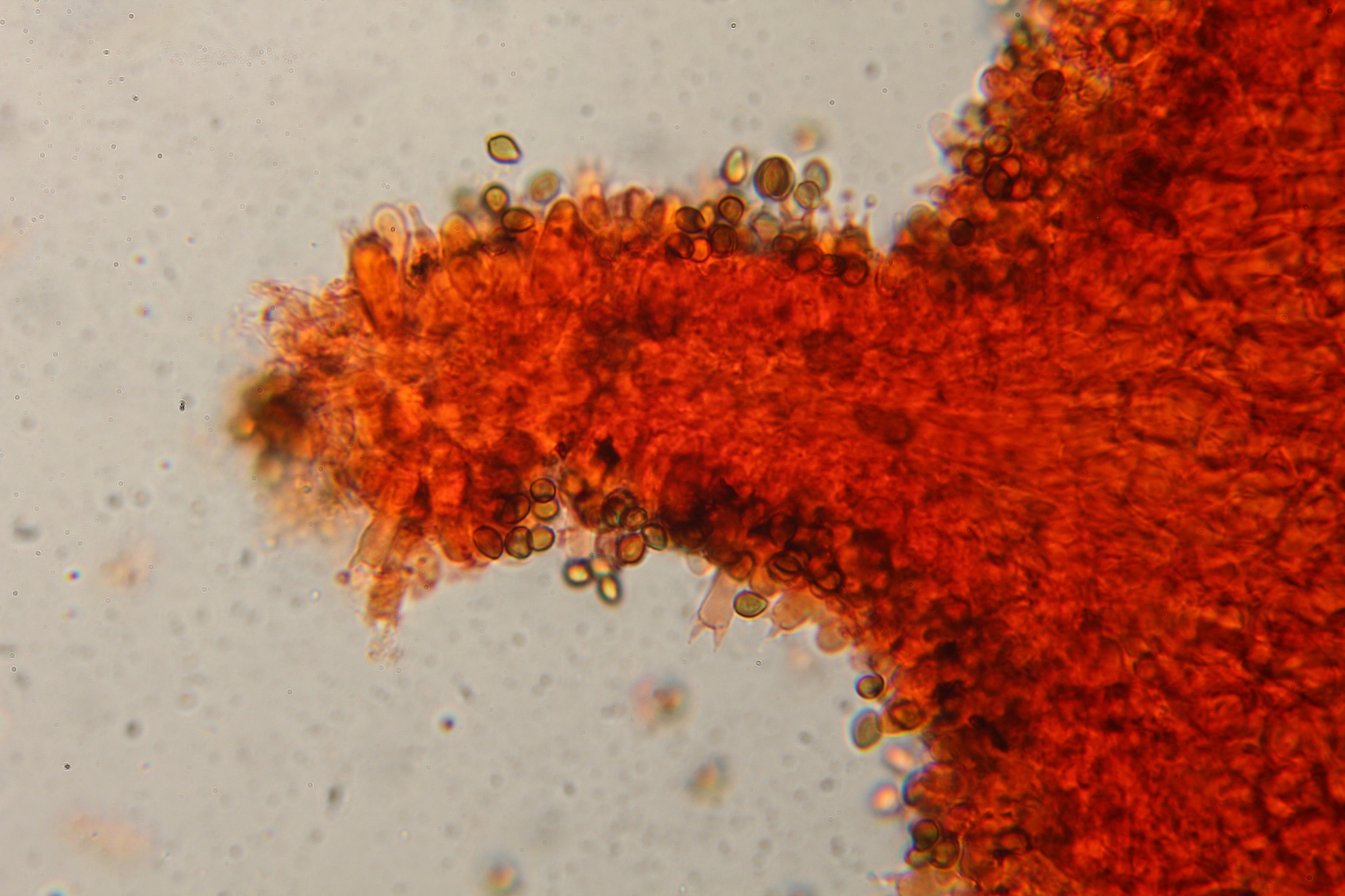 Psilocybe subtropicalis image