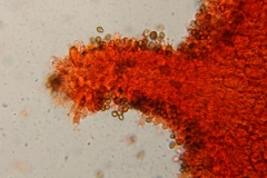 Psilocybe subtropicalis