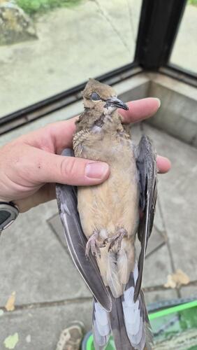 iNaturalist observation 2025-09-28