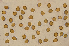 Psilocybe subtropicalis