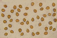 Psilocybe subtropicalis