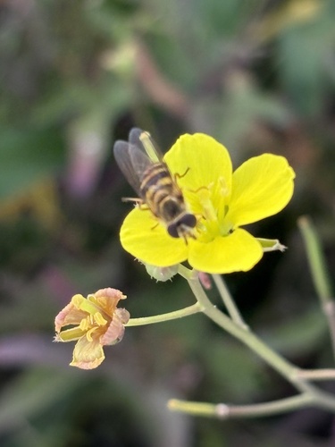 Unknown species found near Missouri, US