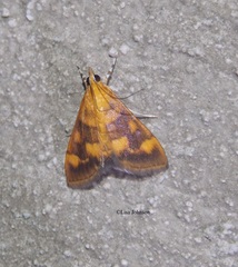 Pyrausta phoenicealis