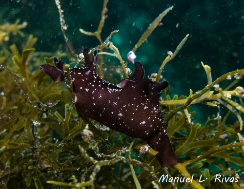 Spotted Seahare, photo 5 of 7