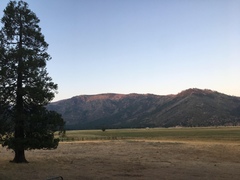 Calocedrus decurrens