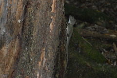 Lophosaurus spinipes