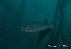 Pollachius pollachius