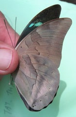 Archaeoprepona demophon centralis