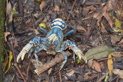 Euastacus sulcatus