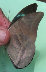 Archaeoprepona demophon centralis