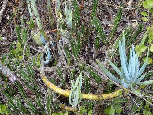 Euphorbia mammillaris, photograph 1