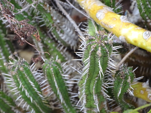 Euphorbia mammillaris, photograph 3