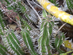 Euphorbia mammillaris, photograph (c) Shaun Swanepoel, some rights reserved (CC BY)