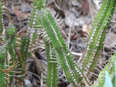 Euphorbia mammillaris, photograph (c) Shaun Swanepoel, some rights reserved (CC BY)