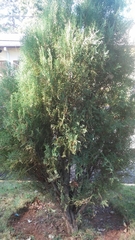 Juniperus gracilior