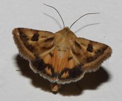 Heliothis scutuligera