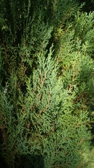 Juniperus gracilior