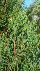 Juniperus gracilior