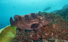Epinephelus daemelii