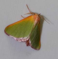 Eucrostes rufociliaria