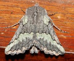 Drepanogynis interscripta