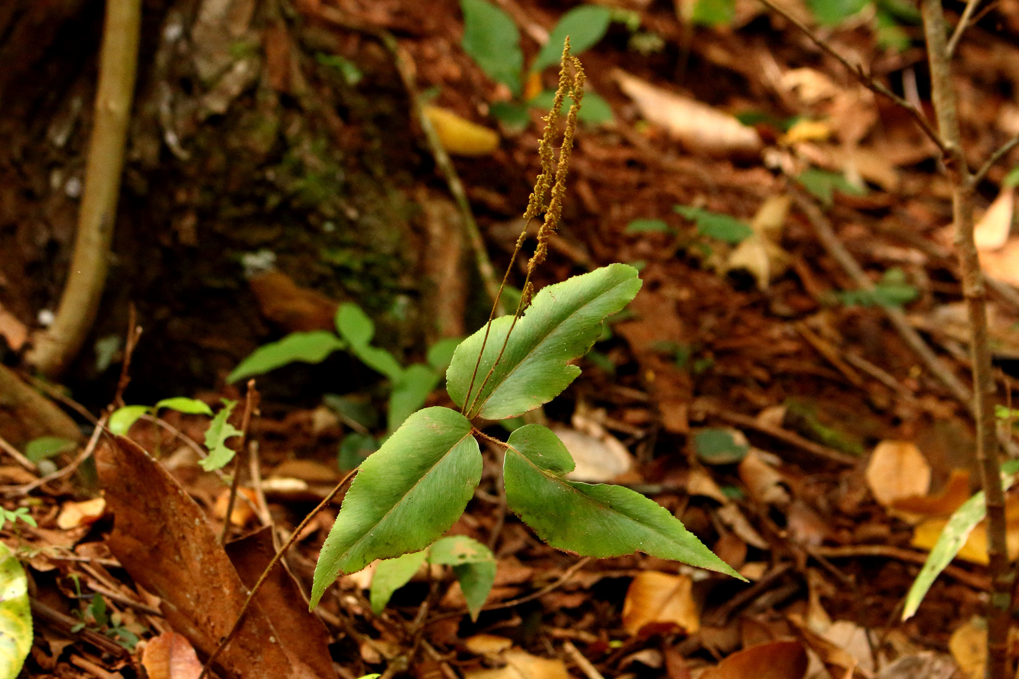 Anemia phyllitidis