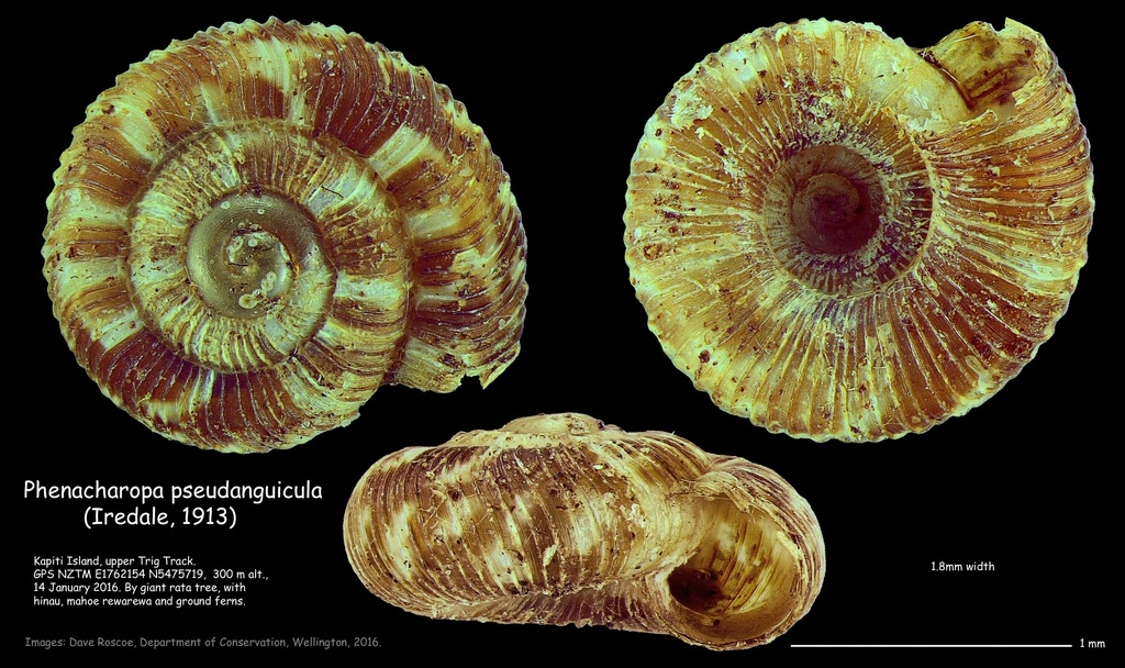 Phenacharopa pseudanguicula