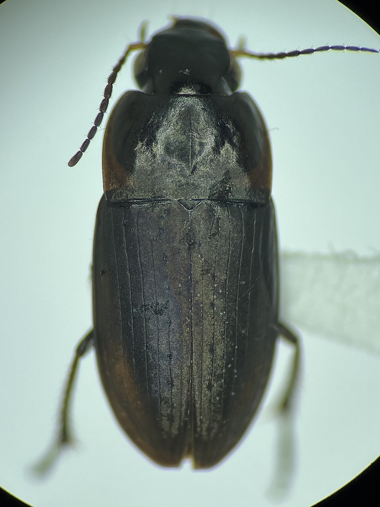 Selenophorus nonellipticus
