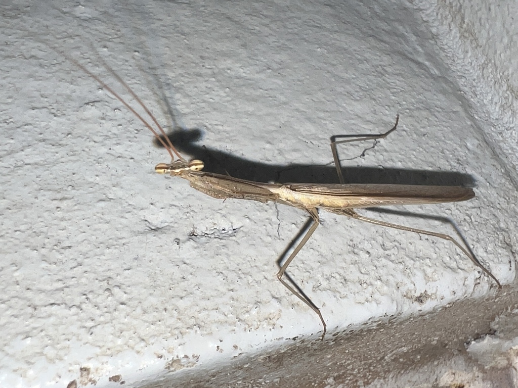 Miomantis in October 2025 by Luke Smith · iNaturalist