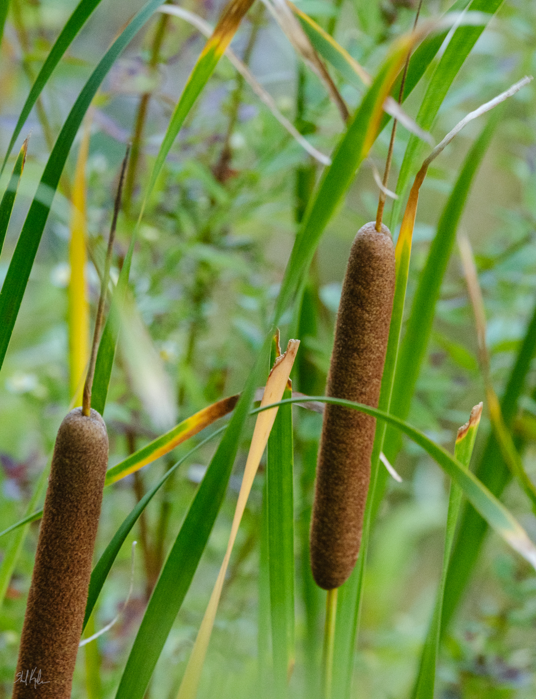 Hybrid Cattail (Typha ×)