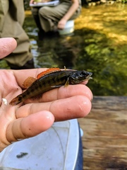 Percina phoxocephala