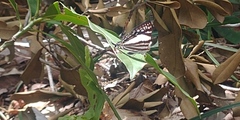 Dodona deodata