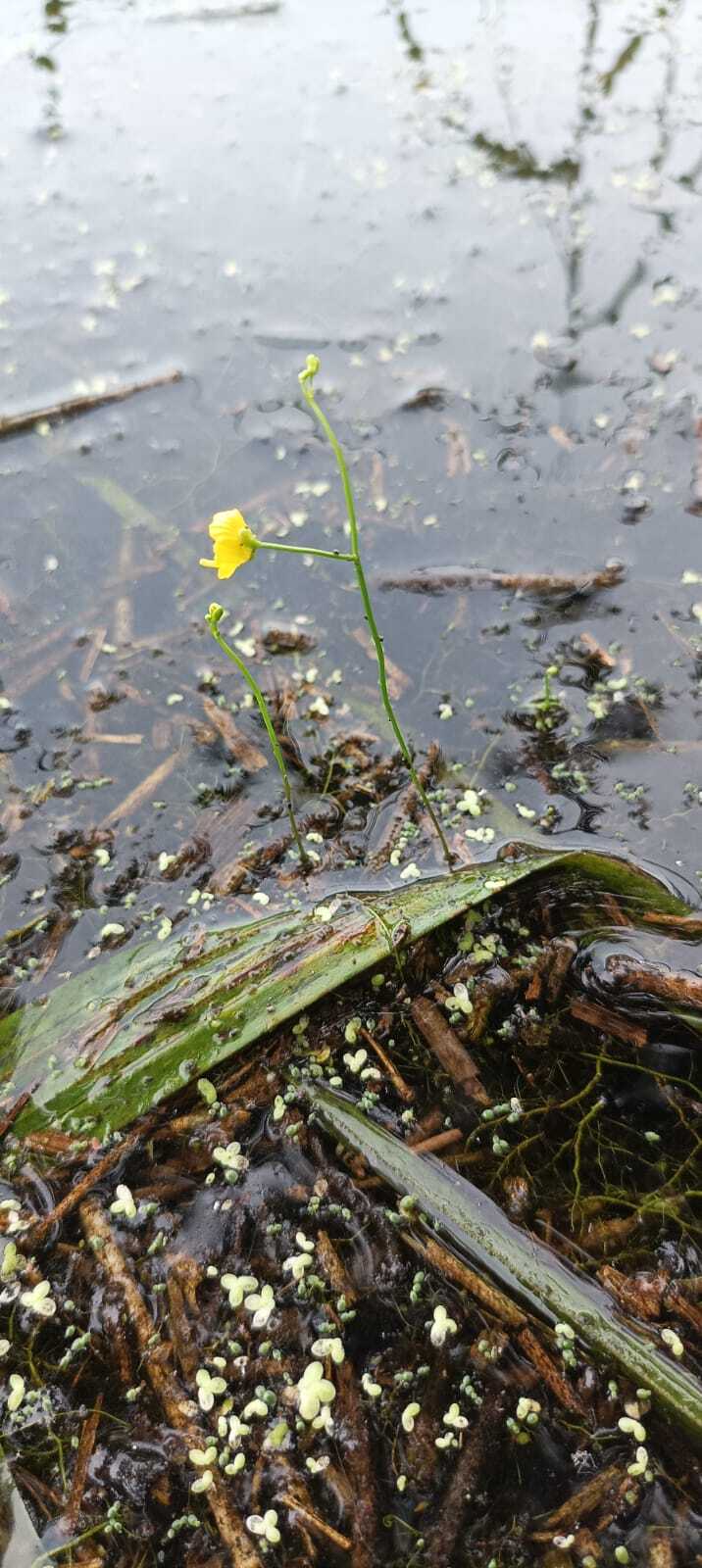 Utricularia gibba