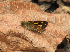 Metisella