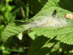 Vanessa abyssinica