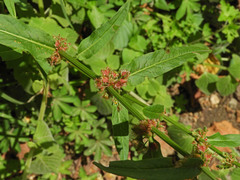 Rumex nepalensis