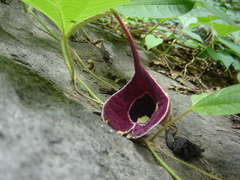Aristolochia cardiantha