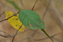 Rhamneae