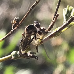 Nicocles