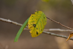 Rhamneae