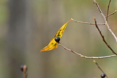 Rhamneae