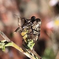Nicocles