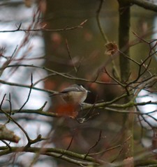 Periparus ater britannicus