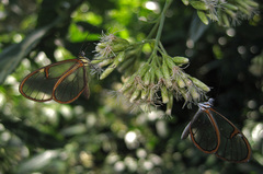 Episcada hymenaea hymenaea
