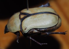 Diaphonia xanthopyga