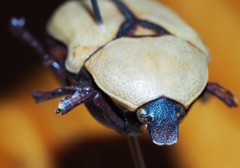Diaphonia xanthopyga