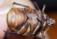 Diaphonia xanthopyga