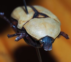 Diaphonia xanthopyga
