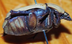 Diaphonia xanthopyga