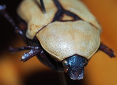 Diaphonia xanthopyga